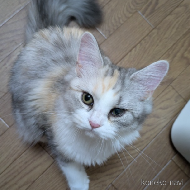 販売中の大阪府のマンチカン-110239の1枚目