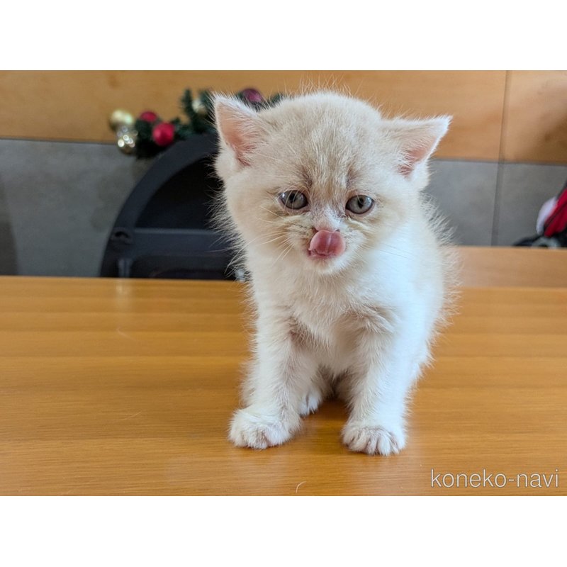 販売中の大阪府のエキゾチックショートヘア-121520の5枚目