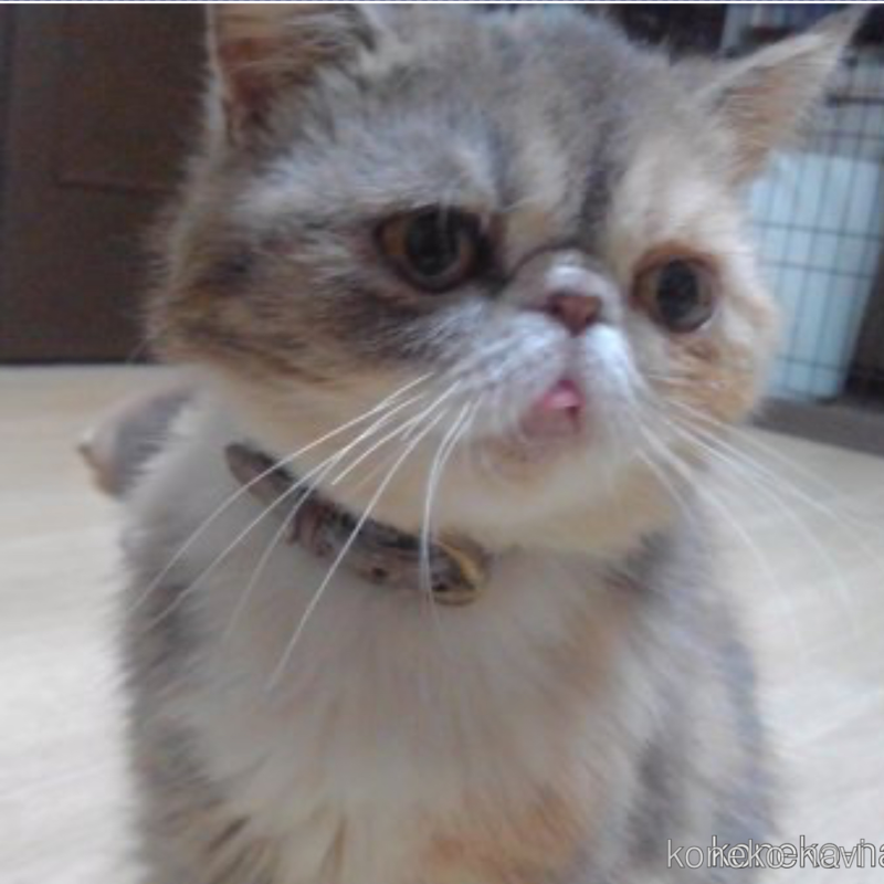 クリスタルちゃん1枚目