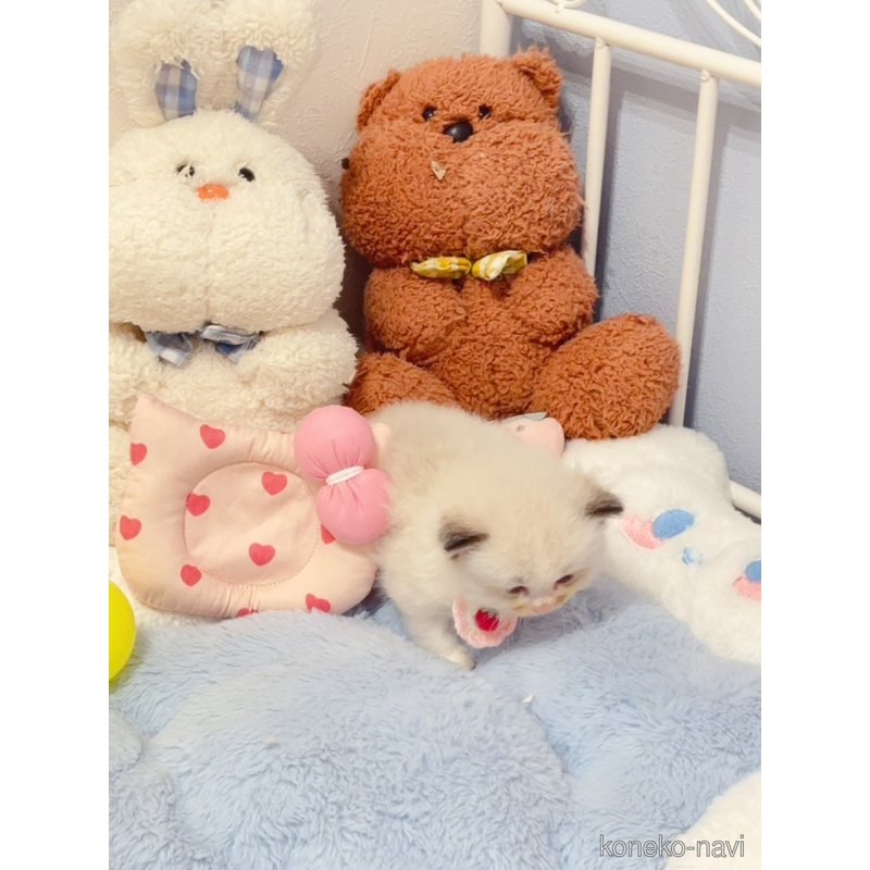 販売中の埼玉県のラグドール-121524の6枚目