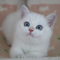 オンライン見学