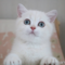 オンライン見学