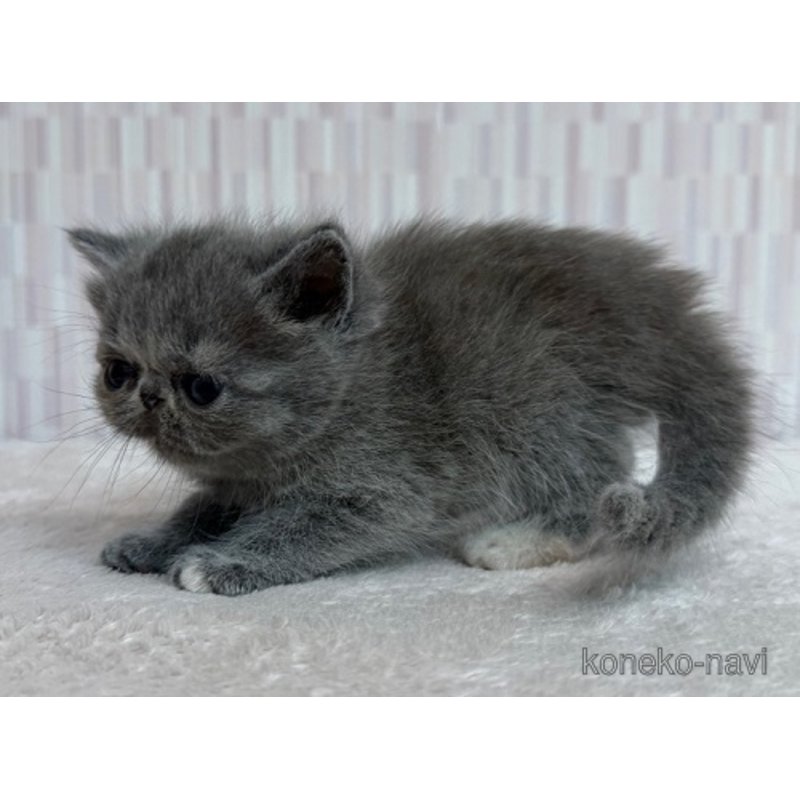 販売中の千葉県のエキゾチックショートヘア-121577の2枚目