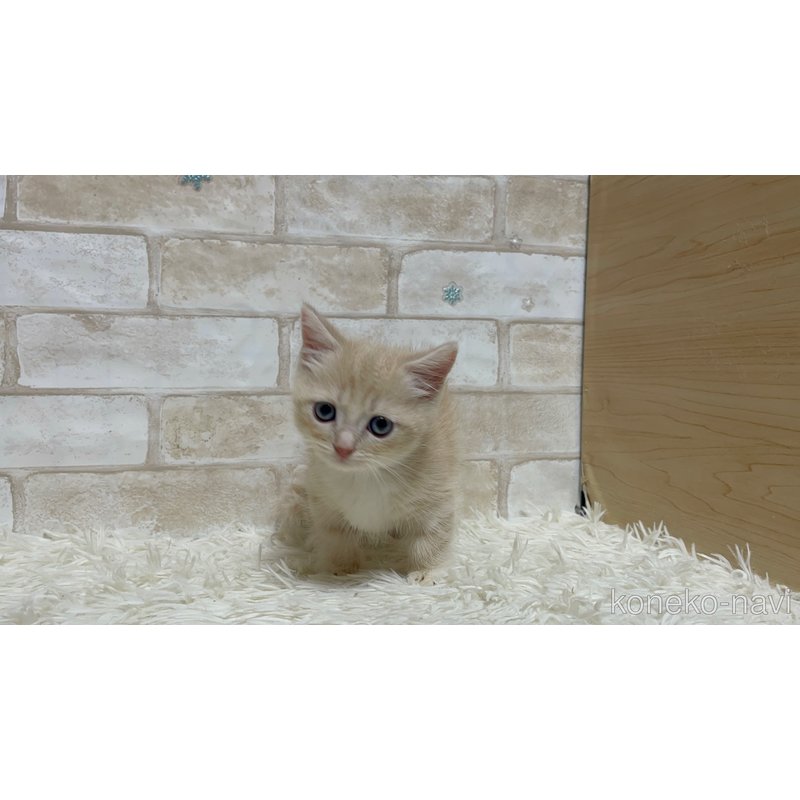 販売中の愛知県のマンチカン(短足)-121566の5枚目