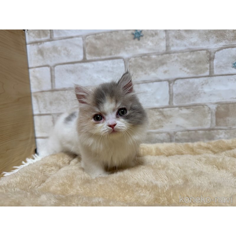 販売中の愛知県のマンチカン(短足)-119100