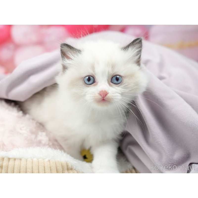 販売中の茨城県のラグドール-121614の2枚目