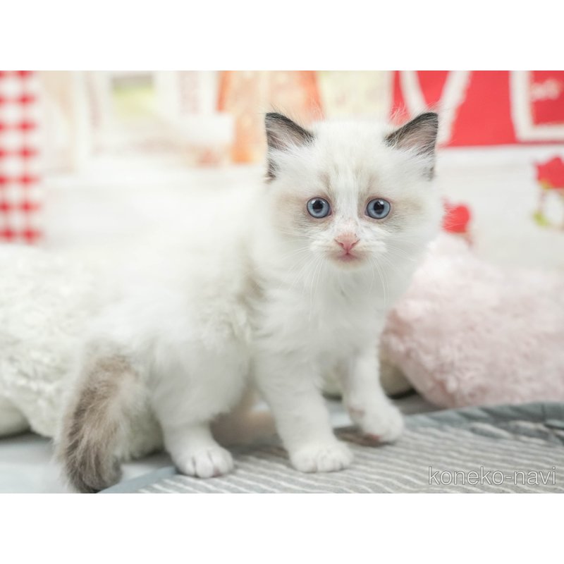 販売中の茨城県のラグドール-121618の4枚目