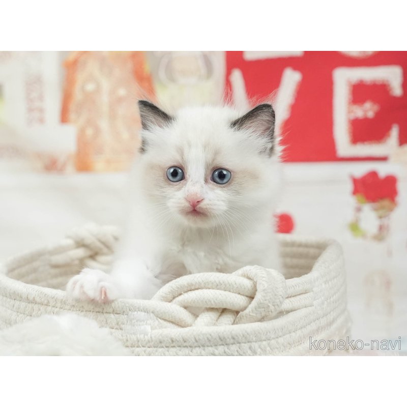 販売中の茨城県のラグドール-121618の6枚目