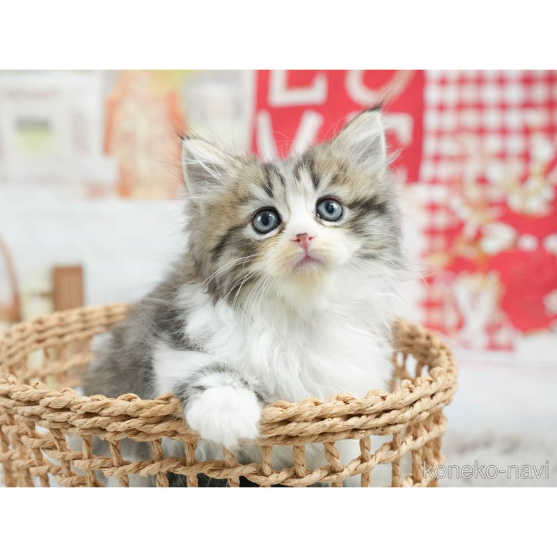 販売中の茨城県のミヌエット-121634の6枚目