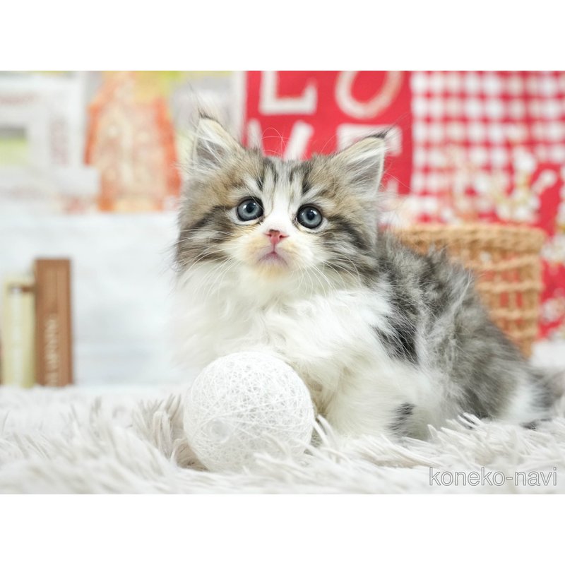 販売中の茨城県のミヌエット-121634の2枚目