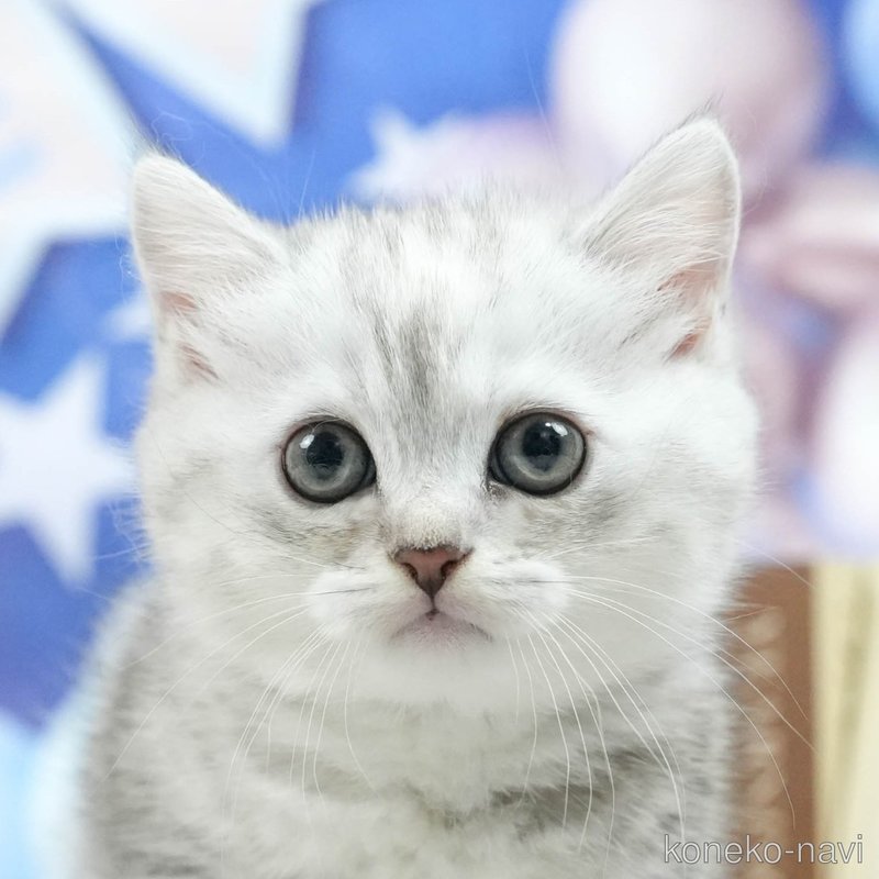 販売中の茨城県のミヌエット-121638の6枚目