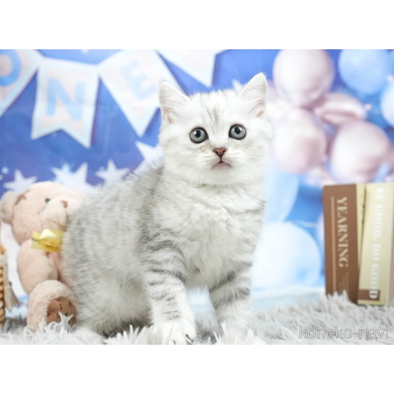販売中の茨城県のミヌエット-121638の4枚目