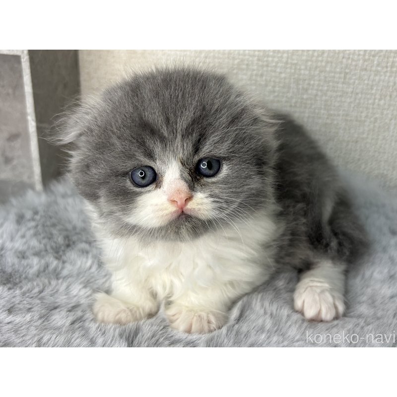 販売中の兵庫県のスコティッシュフォールド-120284
