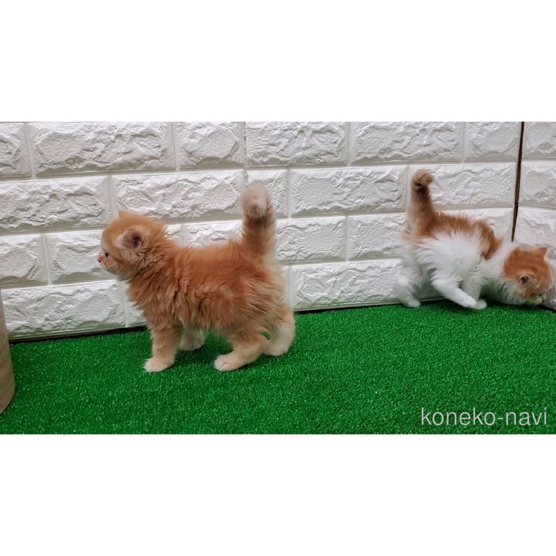 販売中の大阪府のマンチカン-121671の3枚目