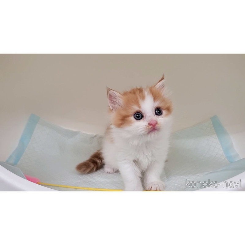 販売中の大阪府のマンチカン-121672の5枚目