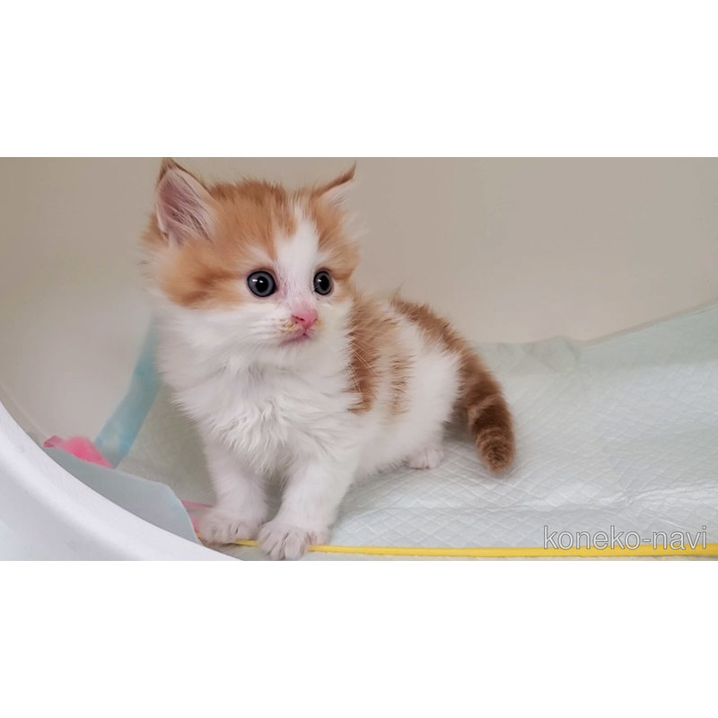 販売中の大阪府のマンチカン-121672の4枚目