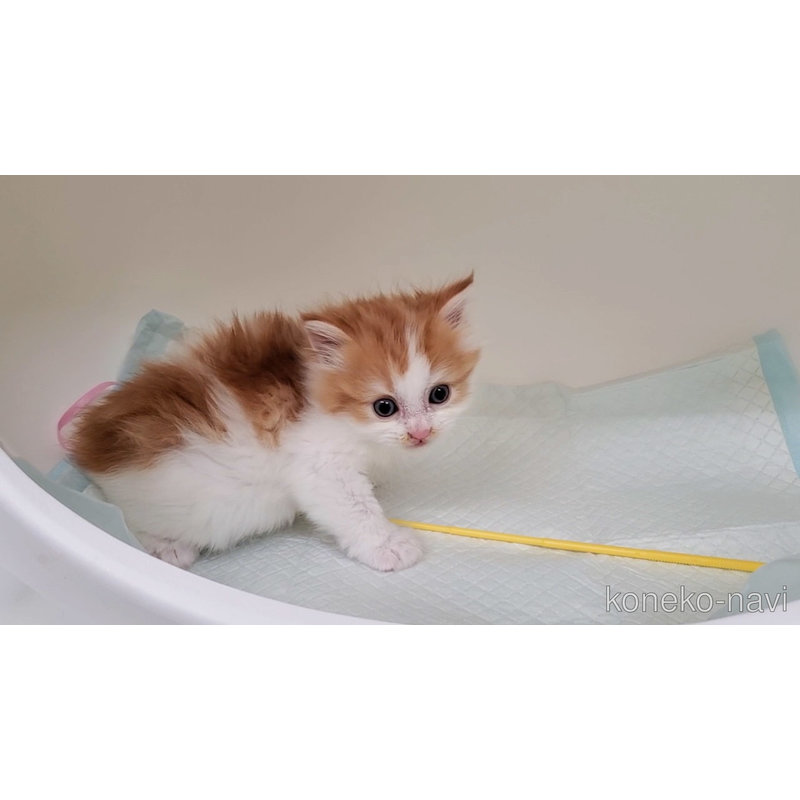 販売中の大阪府のマンチカン-121672の3枚目