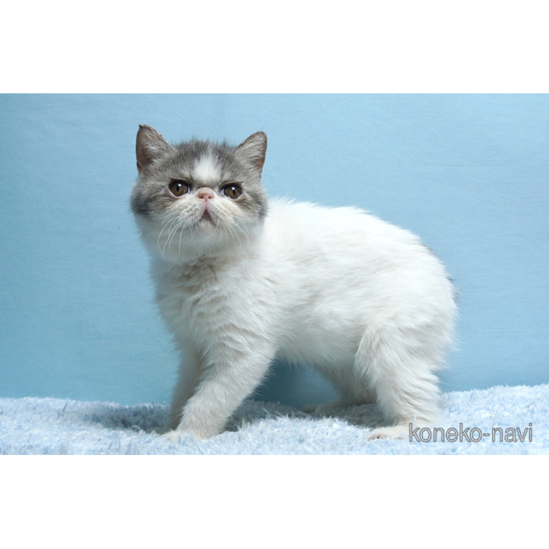 販売中の群馬県のエキゾチックショートヘア-116552