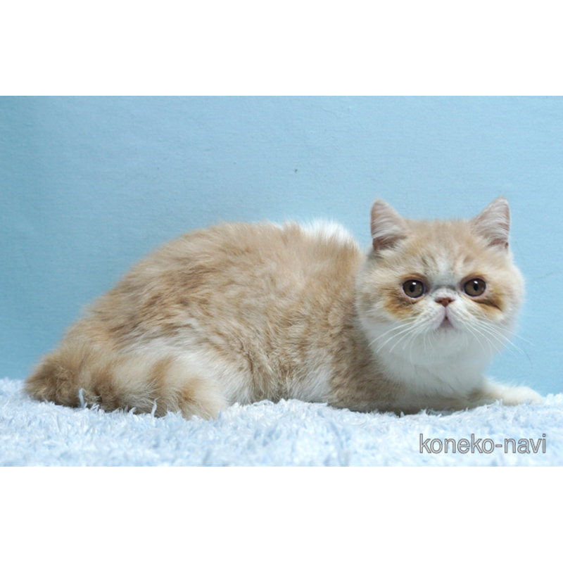 販売中の群馬県のエキゾチックショートヘア-116550
