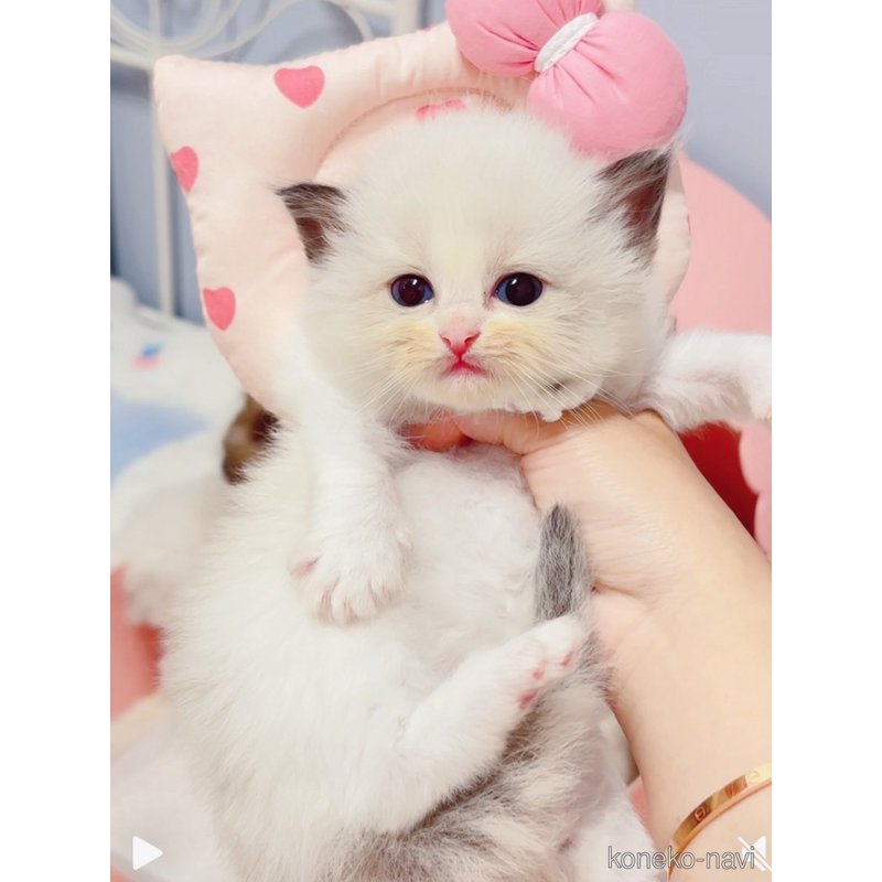 販売中の埼玉県のラグドール-121683の5枚目