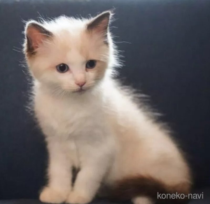 販売中の千葉県のラグドール-121715の3枚目
