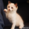 オンライン見学