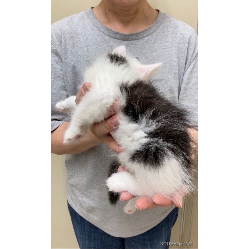 販売中の福岡県のノルウェージャンフォレストキャット-121719の6枚目