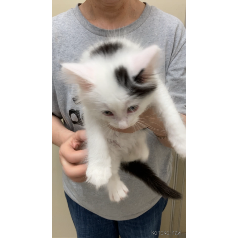 販売中の福岡県のノルウェージャンフォレストキャット-121719の3枚目