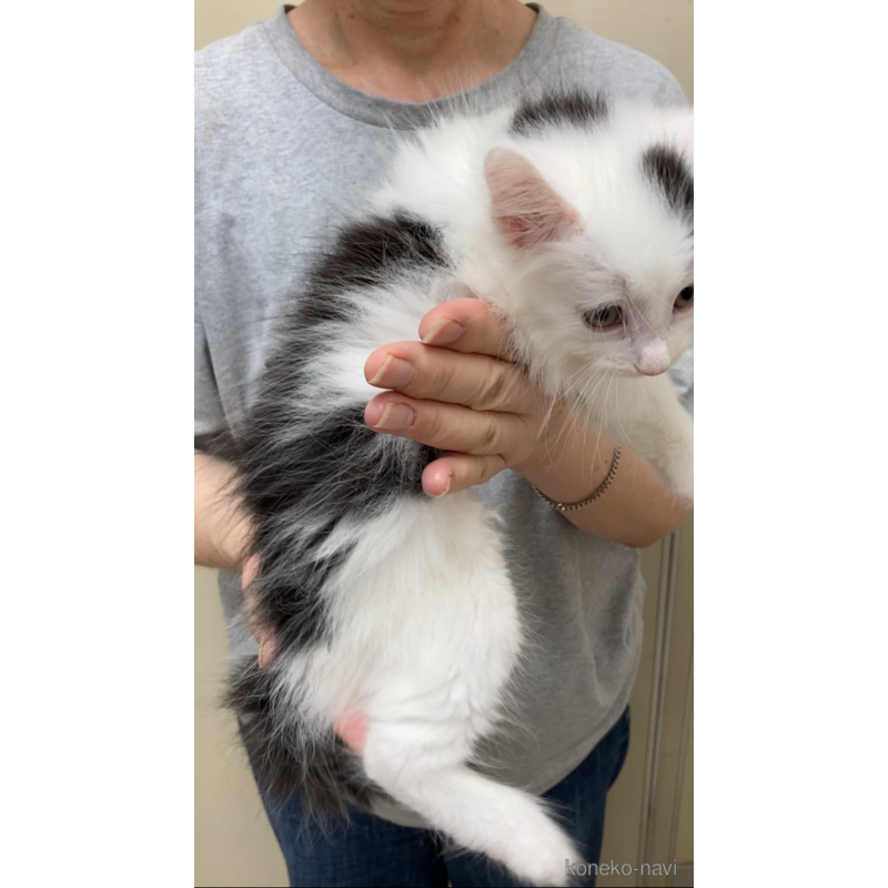 販売中の福岡県のノルウェージャンフォレストキャット-121719の4枚目