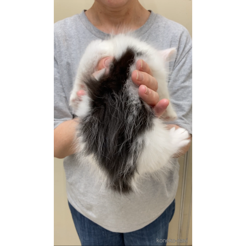 販売中の福岡県のノルウェージャンフォレストキャット-121719の5枚目