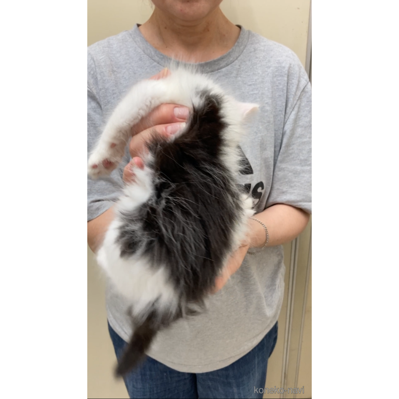 販売中の福岡県のノルウェージャンフォレストキャット-121719の2枚目
