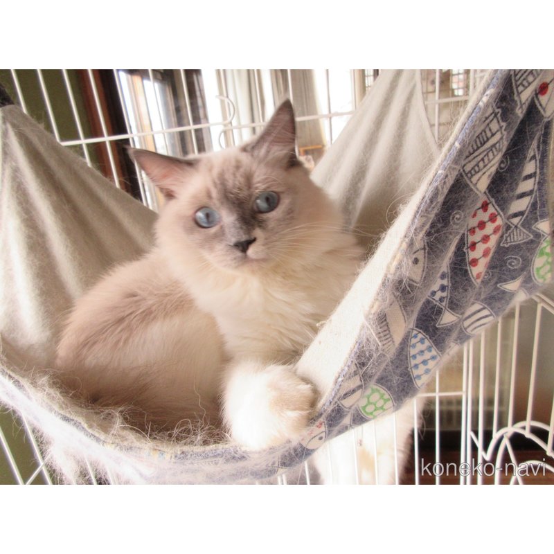 販売中の大分県のラグドール-105222の4枚目