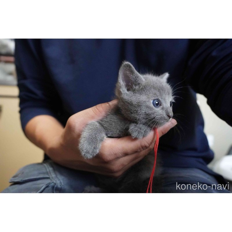 販売中の神奈川県のロシアンブルー-121722の14枚目