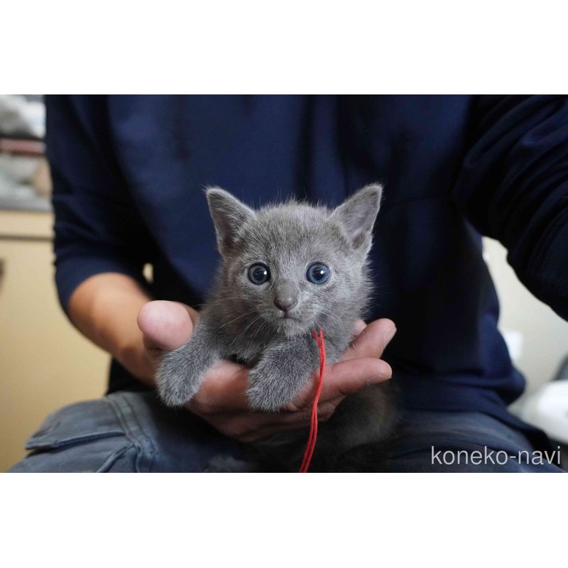 販売中の神奈川県のロシアンブルー-121722の10枚目