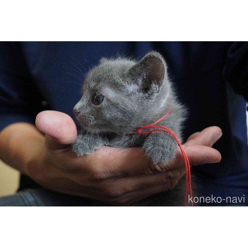 販売中の神奈川県のロシアンブルー-121722の11枚目