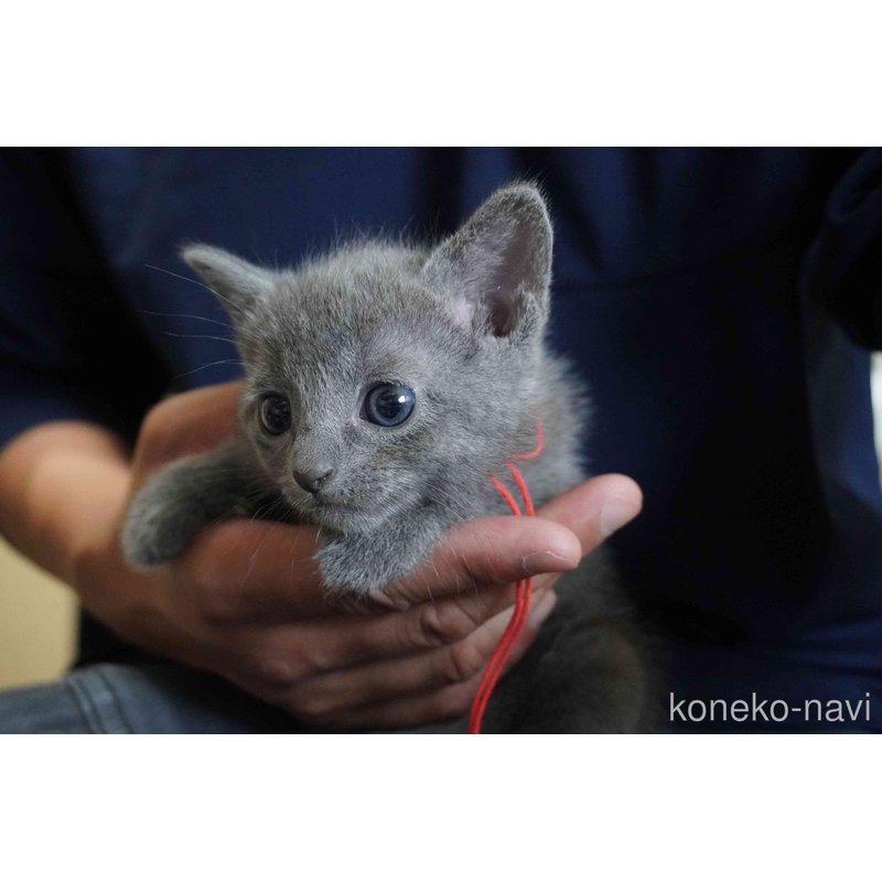 販売中の神奈川県のロシアンブルー-121722の3枚目