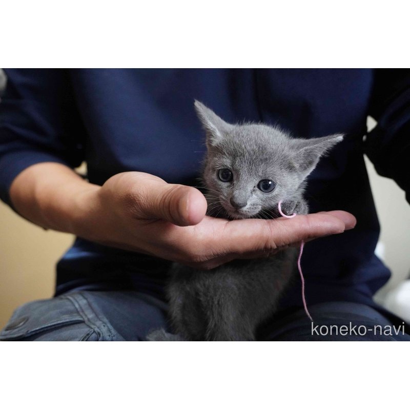 販売中の神奈川県のロシアンブルー-121723の10枚目