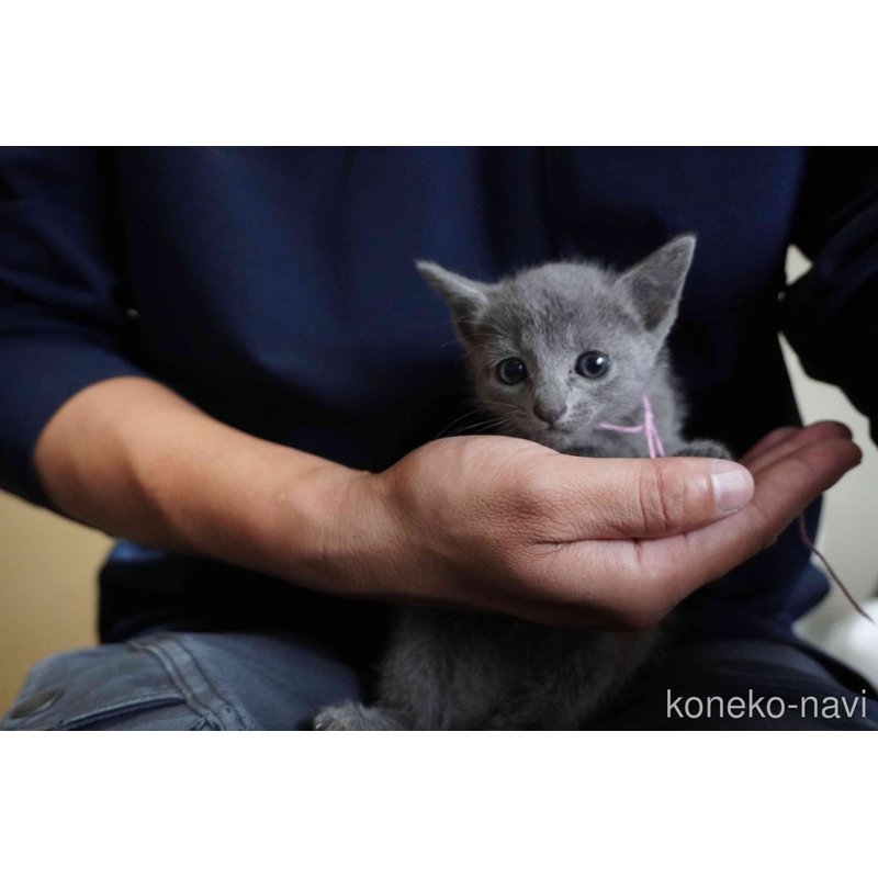 販売中の神奈川県のロシアンブルー-121723の4枚目