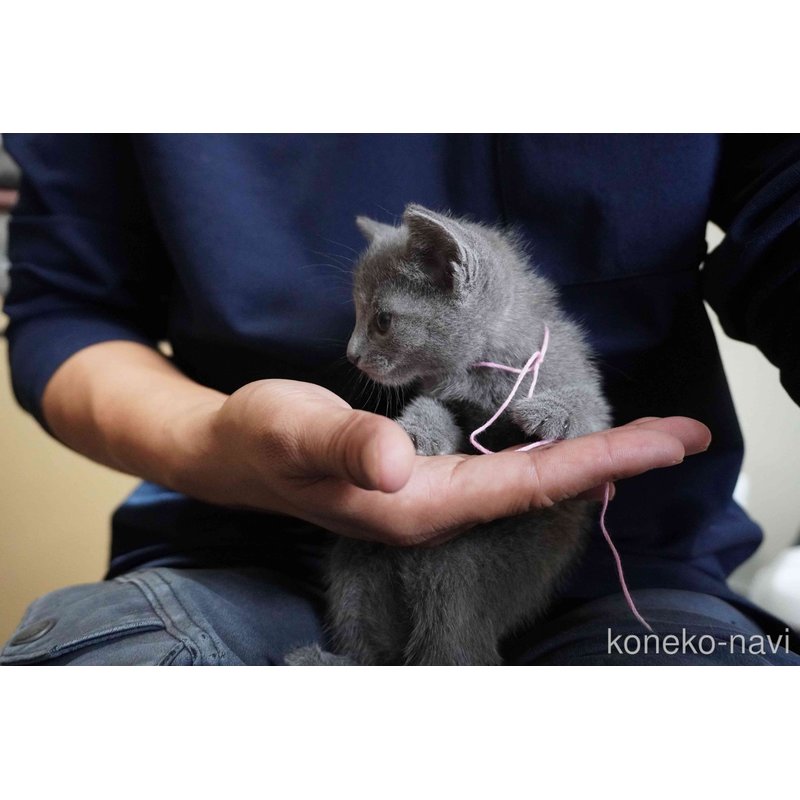 販売中の神奈川県のロシアンブルー-121723の5枚目