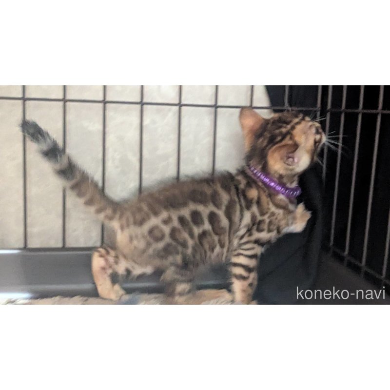 販売中の静岡県のベンガル-121725の2枚目