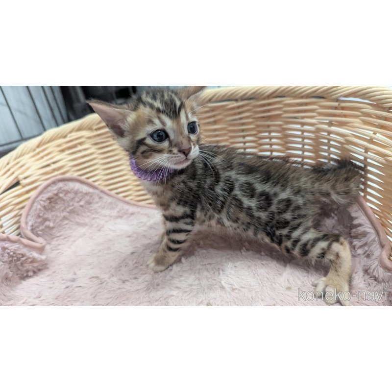 販売中の静岡県のベンガル-121725の4枚目