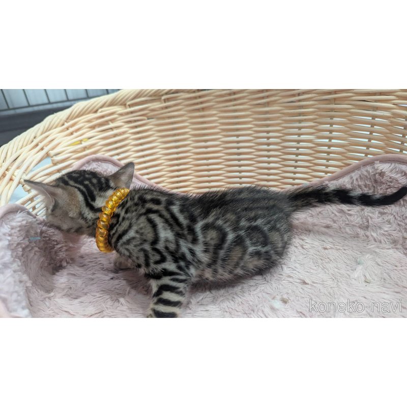 販売中の静岡県のベンガル-121726の7枚目