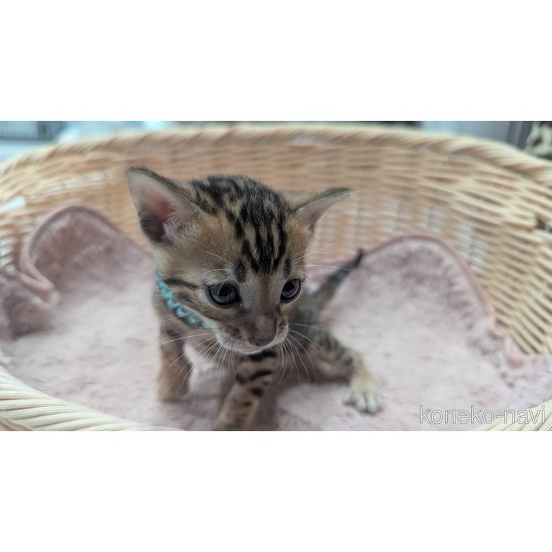 販売中の静岡県のベンガル-121727の6枚目