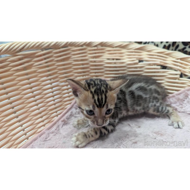 販売中の静岡県のベンガル-121727の7枚目