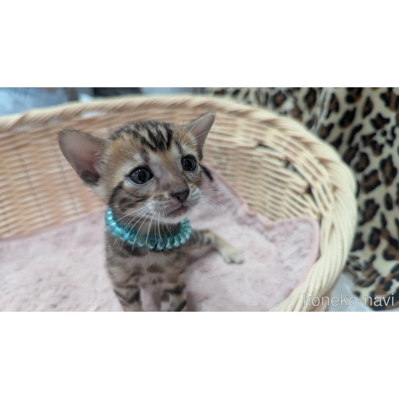 販売中の静岡県のベンガル-121727の3枚目