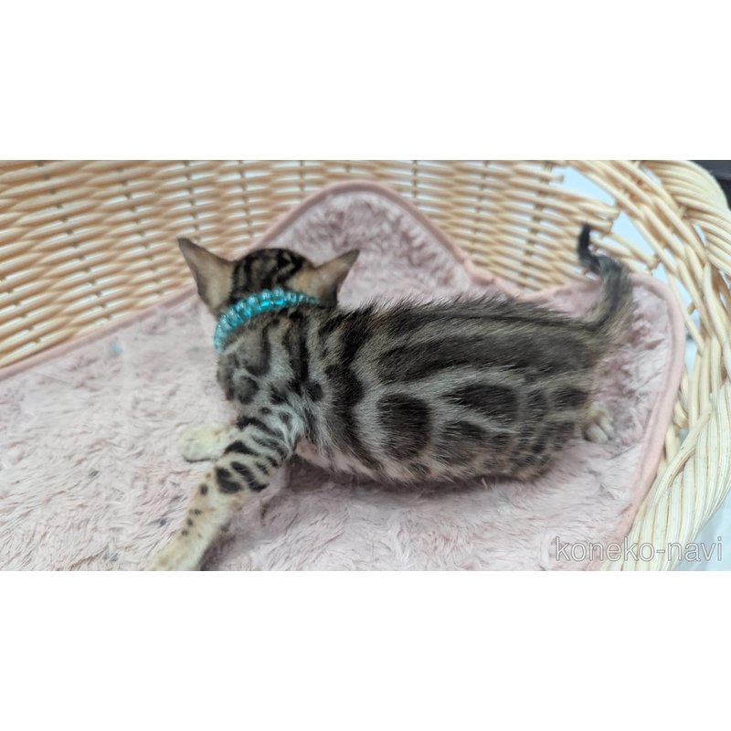 販売中の静岡県のベンガル-121727の5枚目