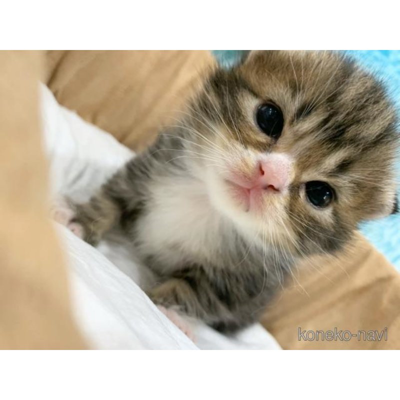 販売中の大阪府のスコティッシュフォールド-121732の5枚目