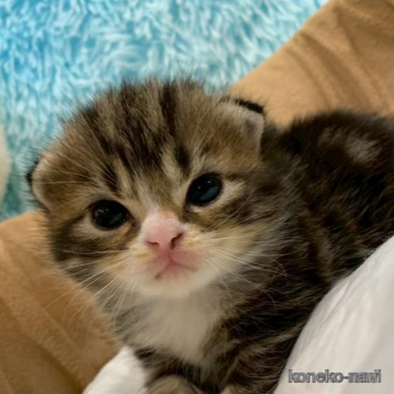 販売中の大阪府のスコティッシュフォールド-121732の1枚目