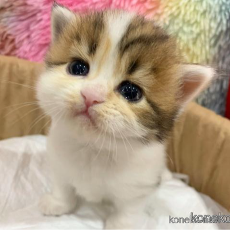販売中の大阪府のスコティッシュフォールド-121735の1枚目
