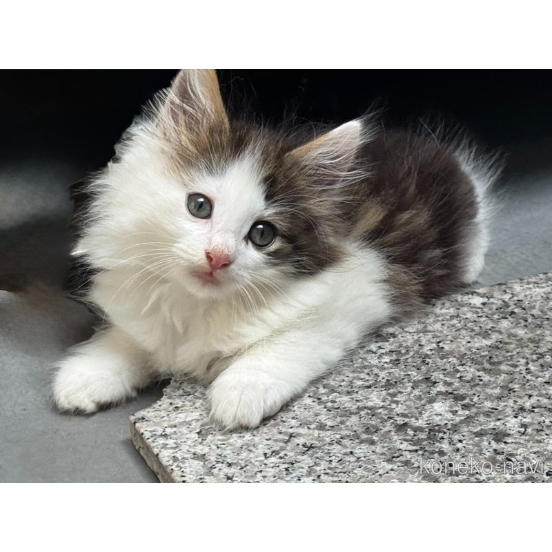 販売中の香川県のノルウェージャンフォレストキャット-121756の1枚目